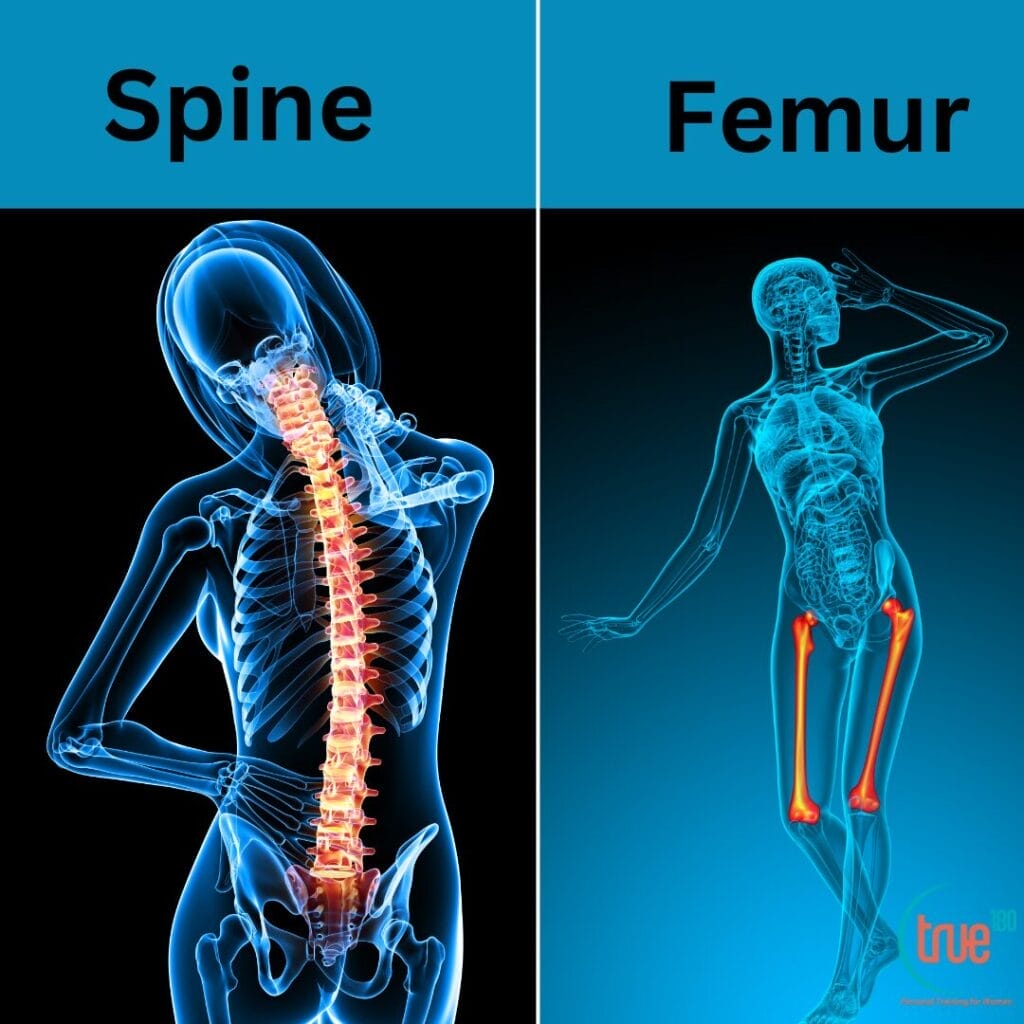 Spine